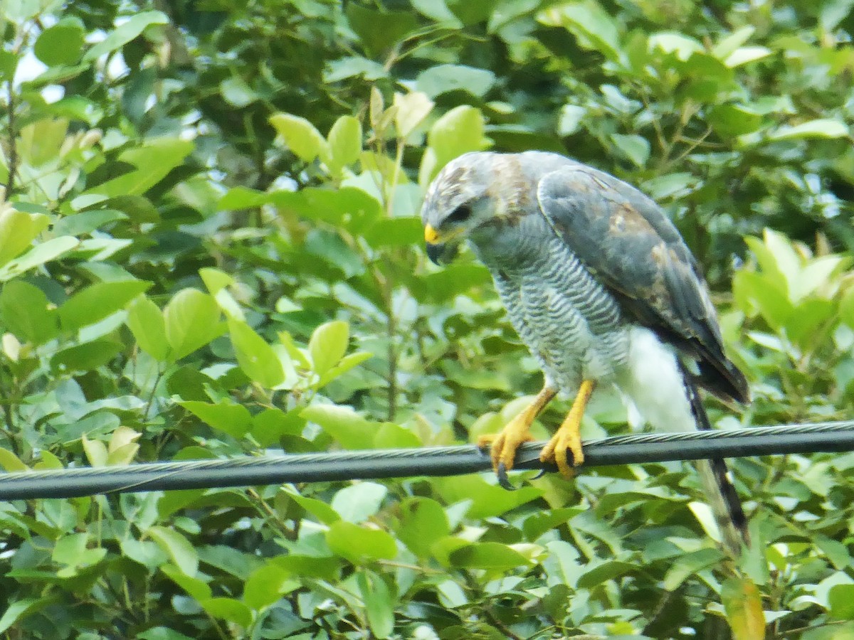 Gray Hawk - ML642930659