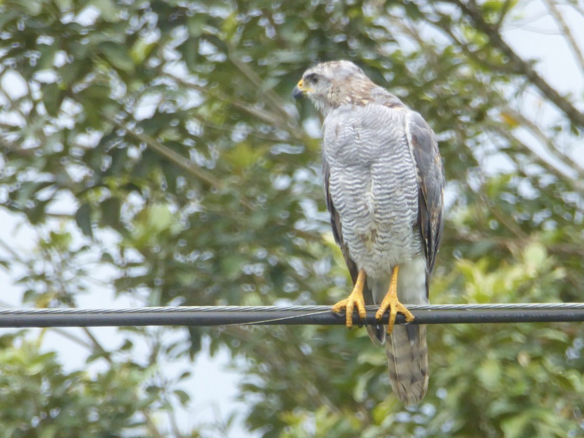 Gray Hawk - ML642930661