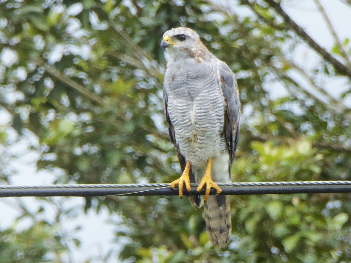 Gray Hawk - ML642930662