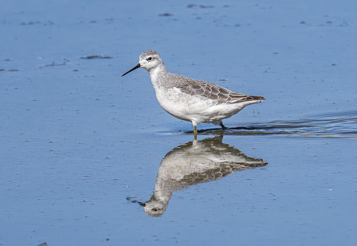 Wilson's Phalarope - ML642930664