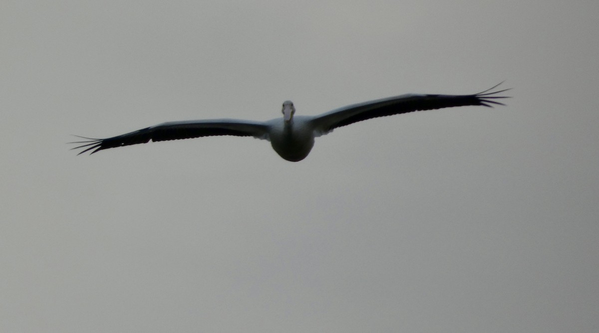 American White Pelican - ML642930683