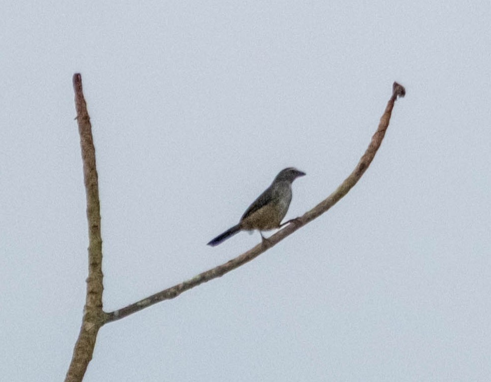 Bluish-gray Saltator - ML642930693