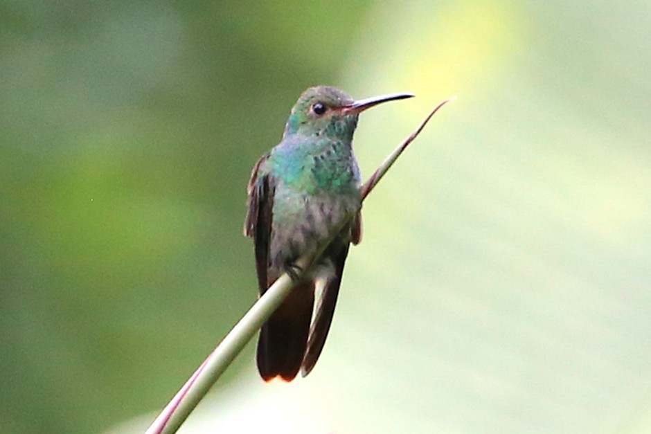 Bronze-tailed Plumeleteer - ML642930698