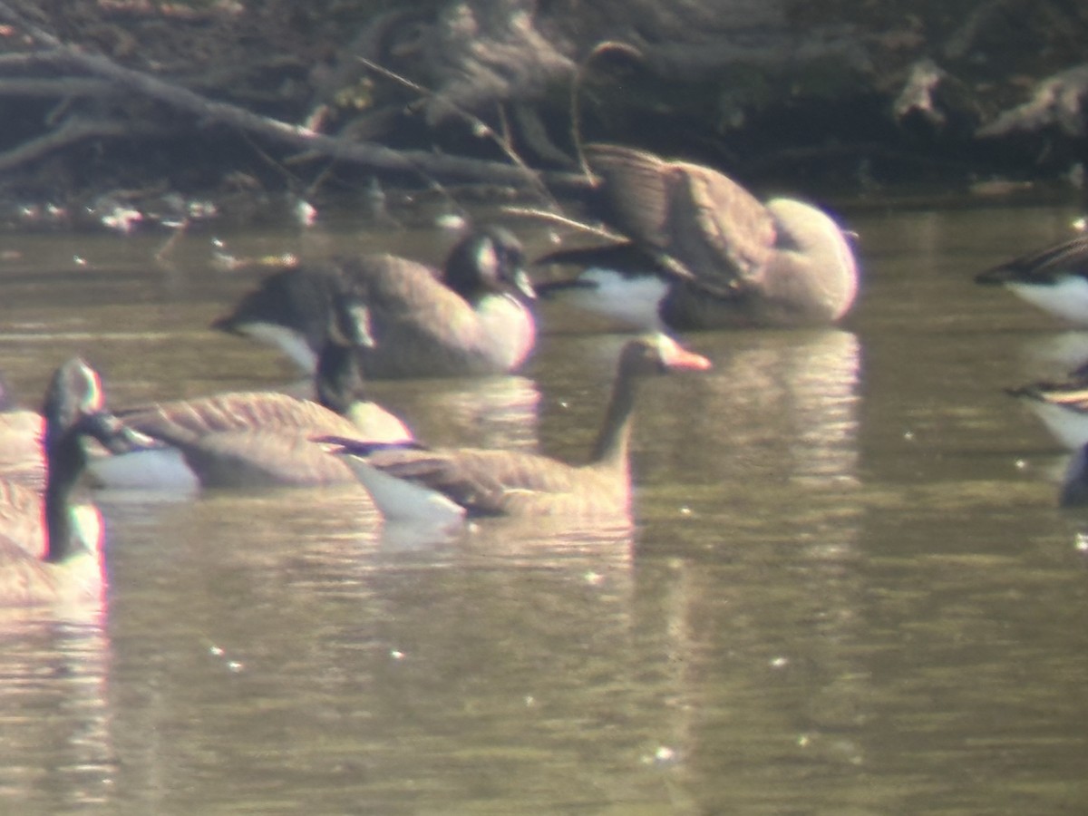 Greater White-fronted Goose - ML642930702