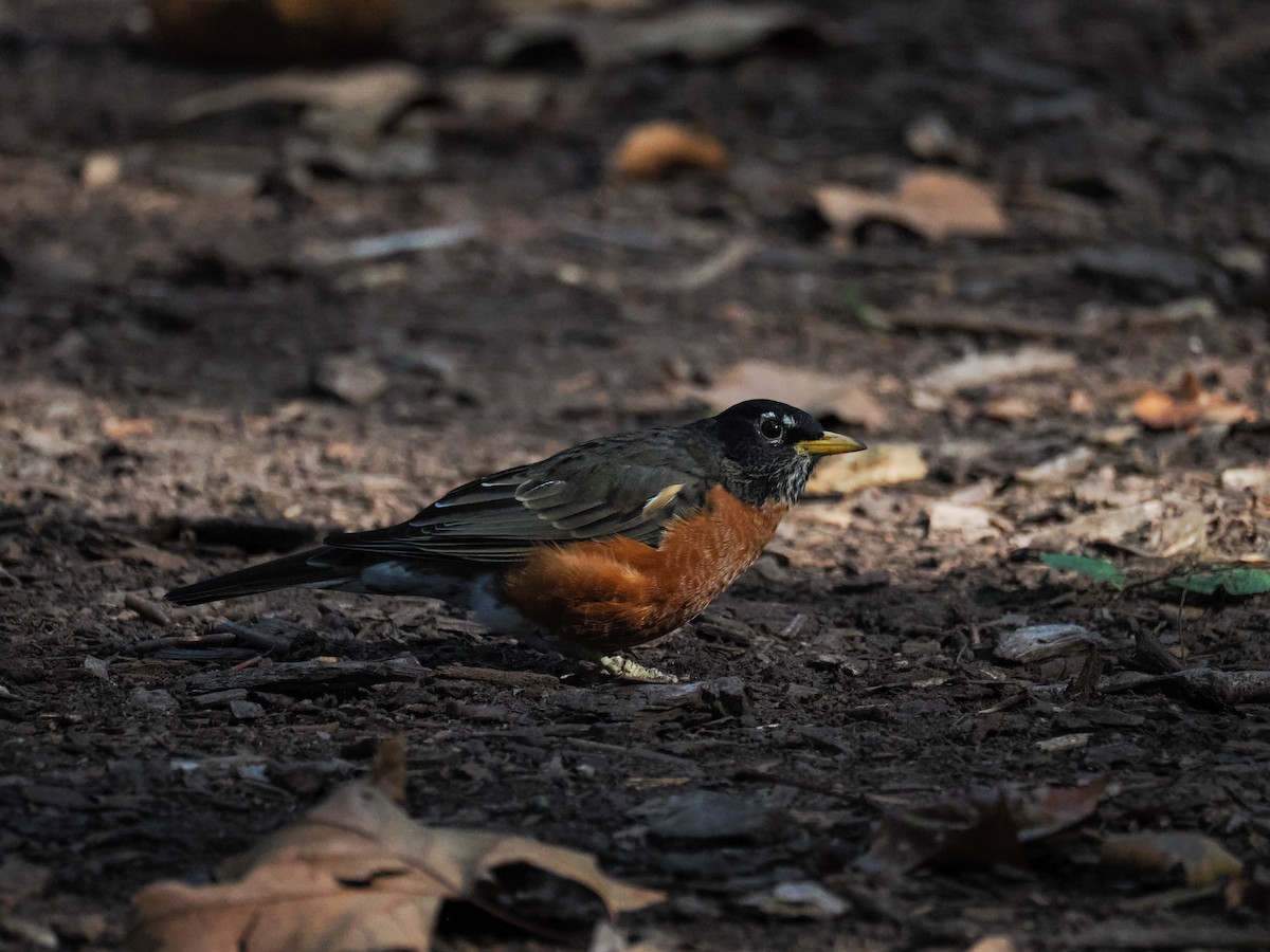 American Robin - ML642930713