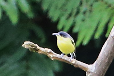 Common Tody-Flycatcher - ML642930717