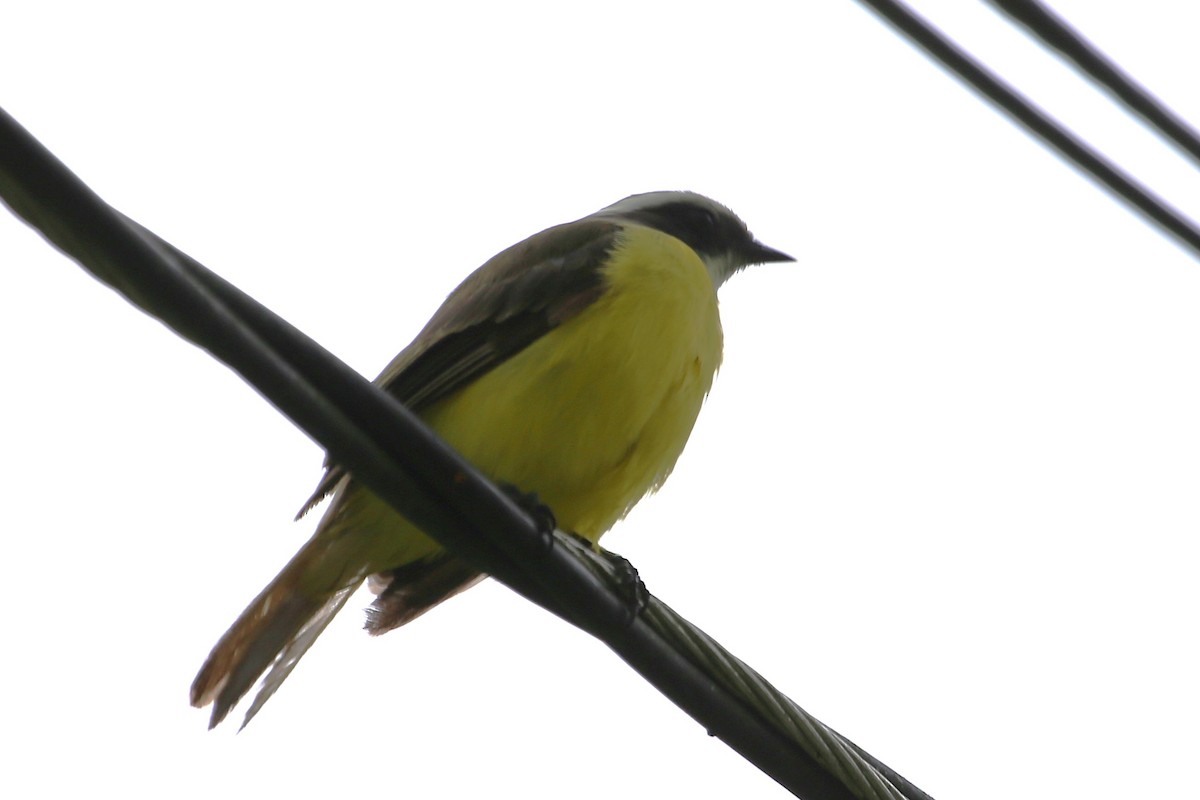 Social Flycatcher - ML642930733
