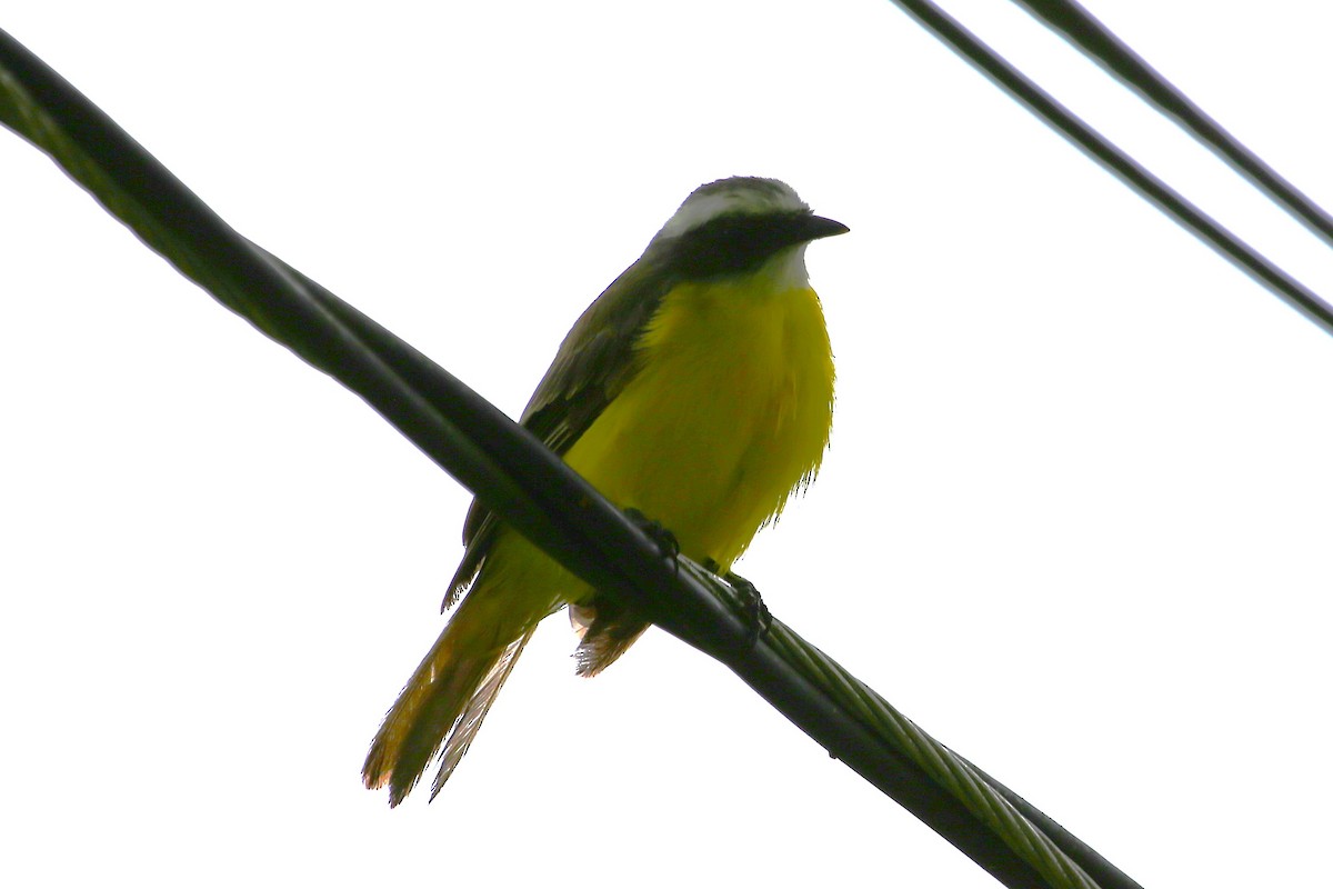 Social Flycatcher - ML642930734
