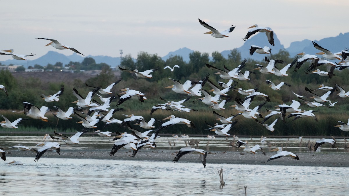 American White Pelican - ML642930739