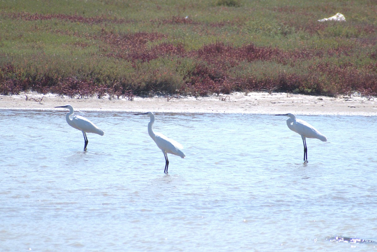 volavka stříbřitá - ML642930746