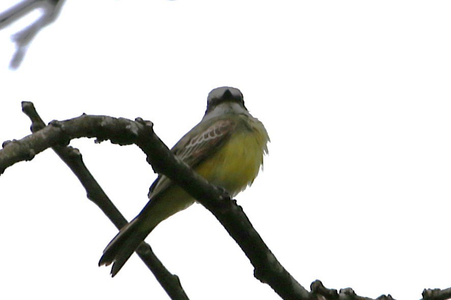 Tropical Kingbird - ML642930747