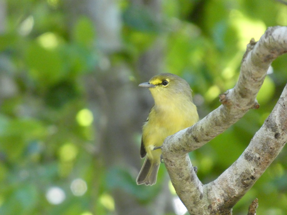 Thick-billed Vireo - ML642930796