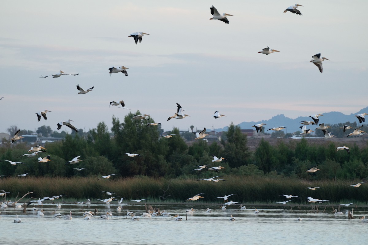 American White Pelican - ML642930845