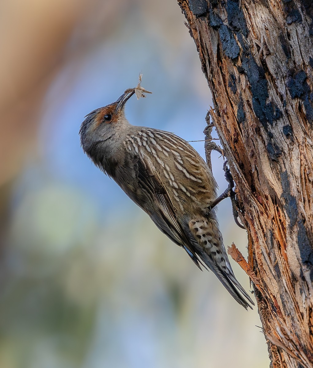 Red-browed Treecreeper - ML642930873