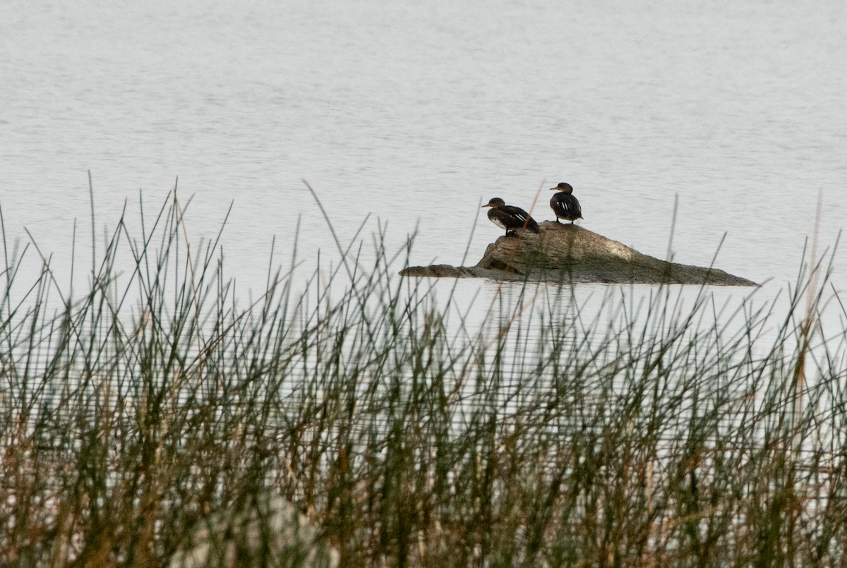 Hooded Merganser - ML642930924