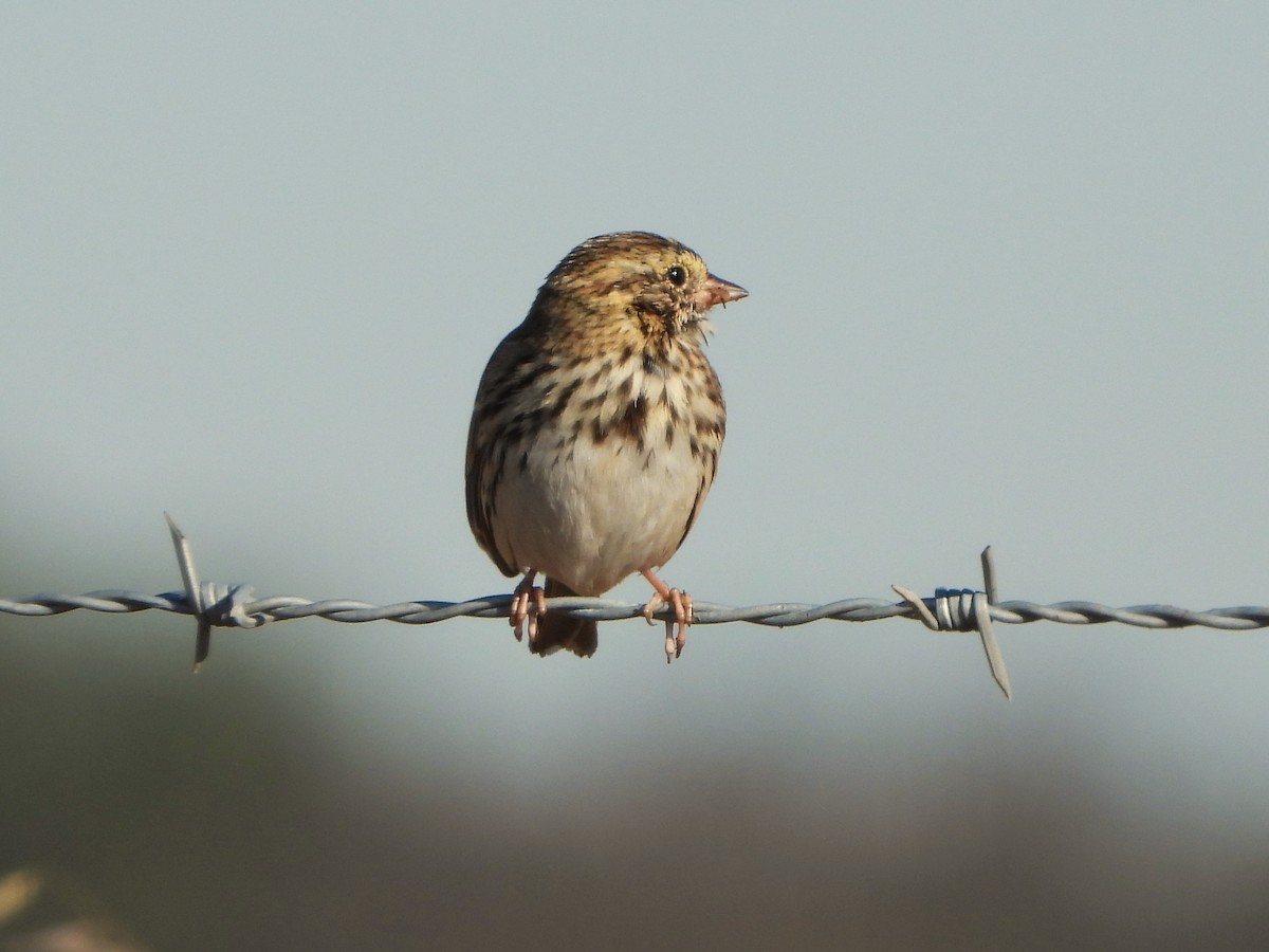 Savannah Sparrow - ML642930944