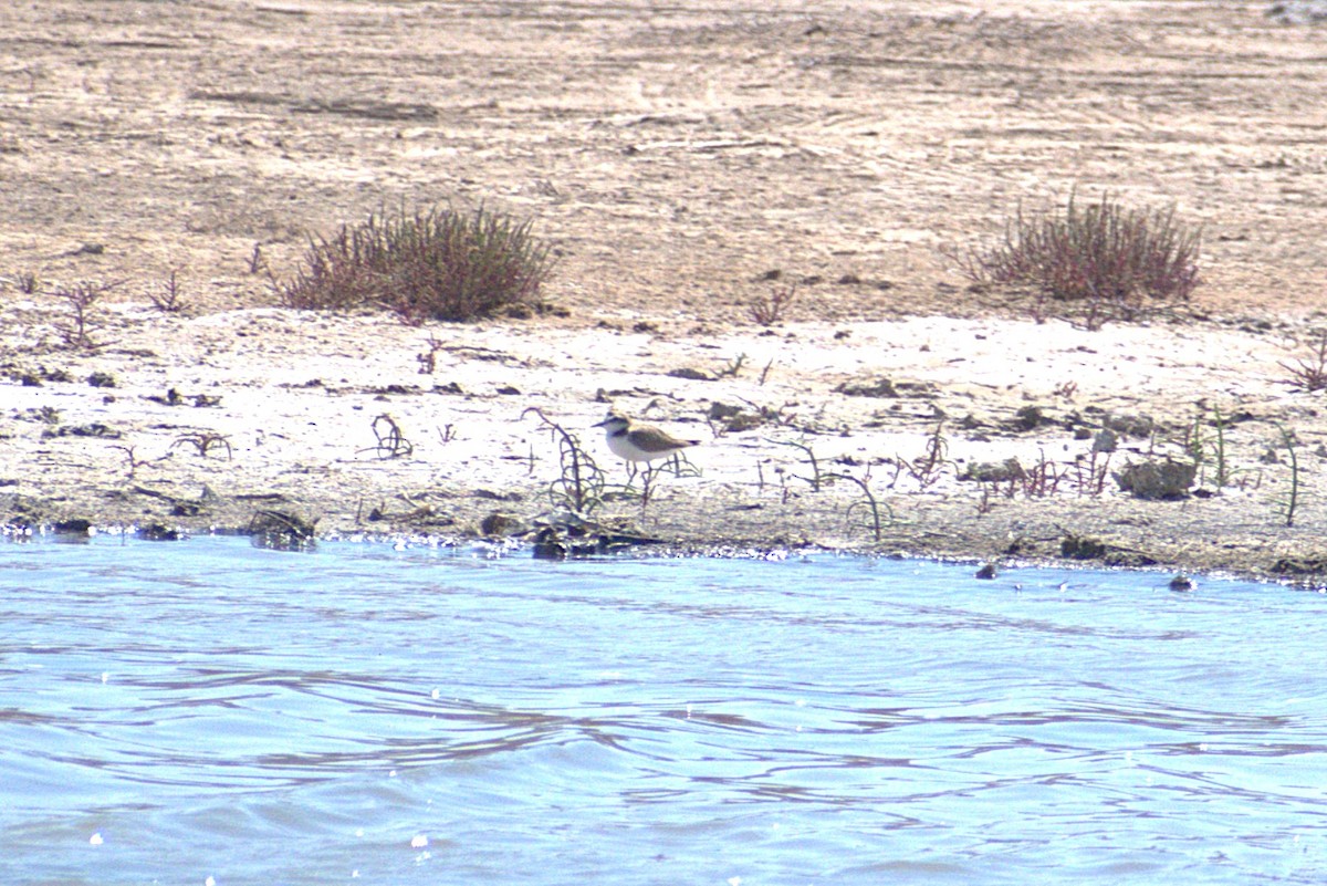 kulík mořský - ML642930946