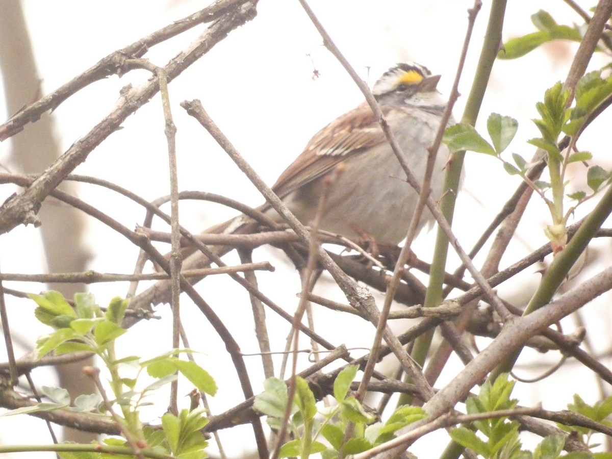 White-throated Sparrow - ML642930947