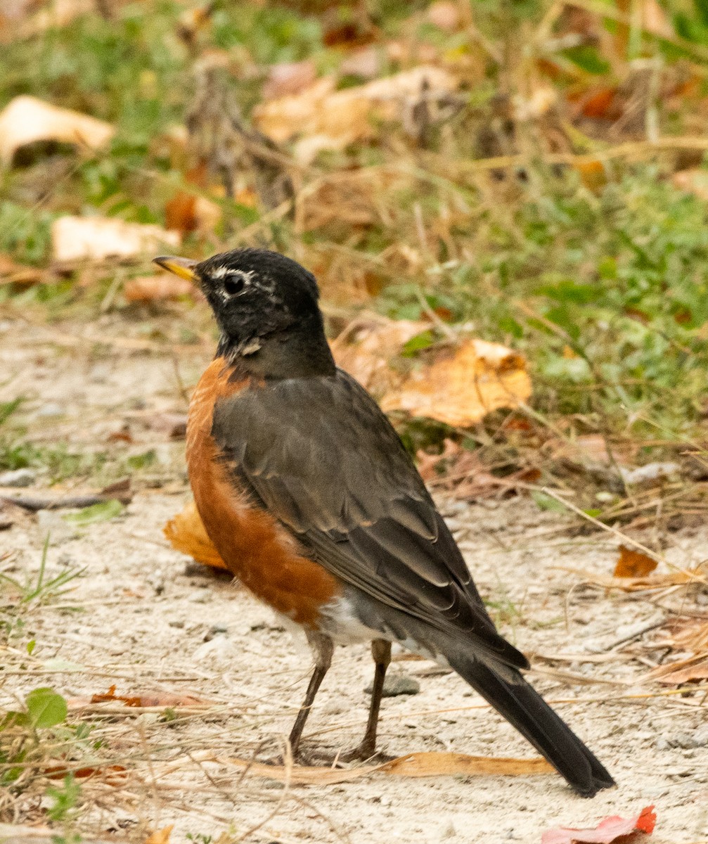 American Robin - ML642930953