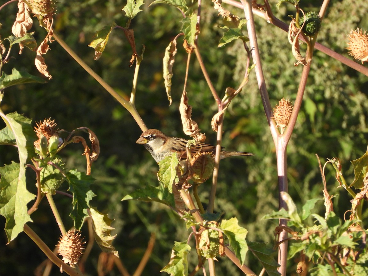Spanish Sparrow - ML642930960