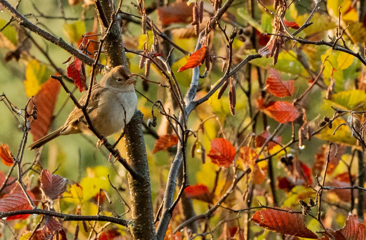 White-crowned Sparrow - ML642930961