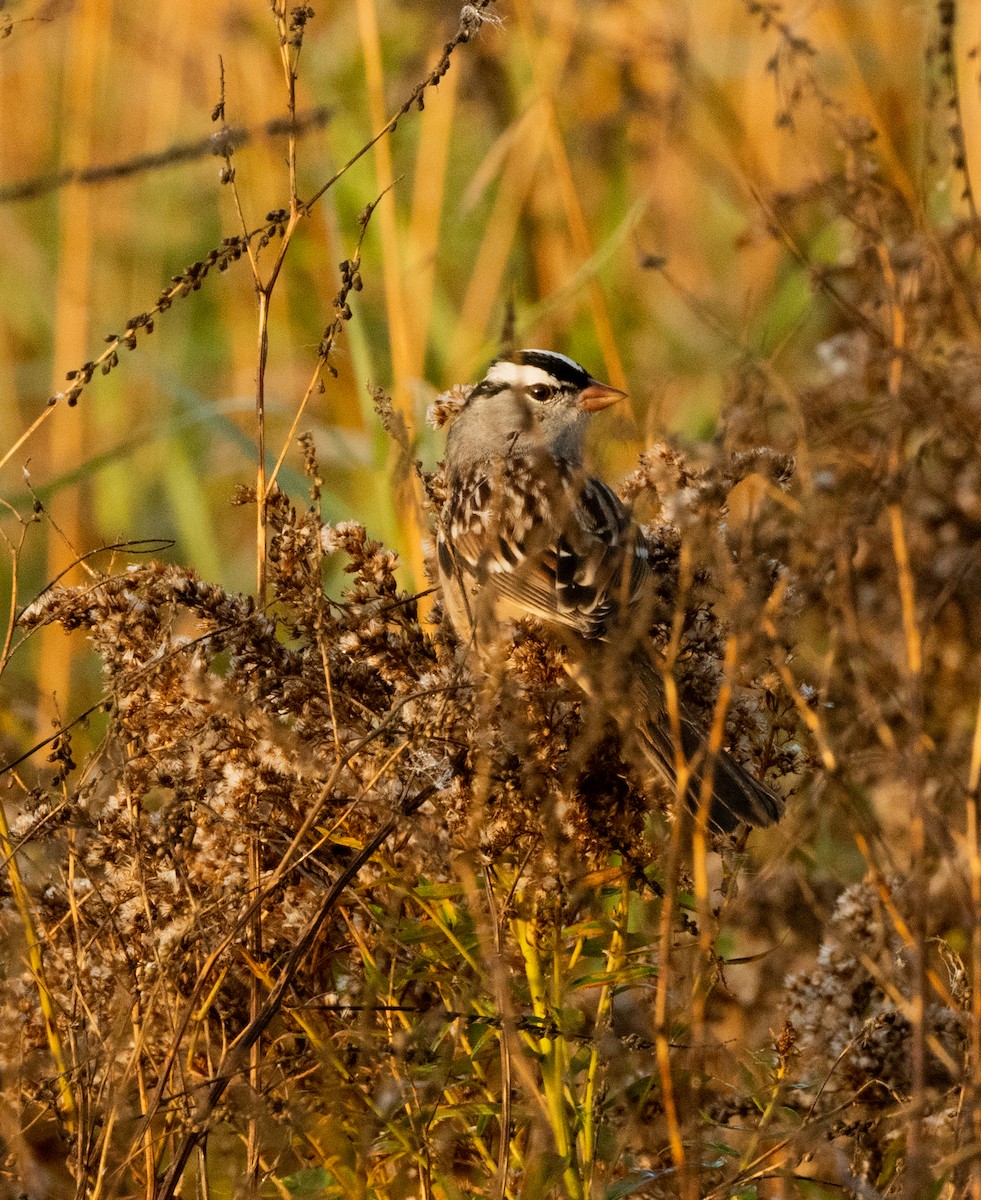 White-crowned Sparrow - ML642930962