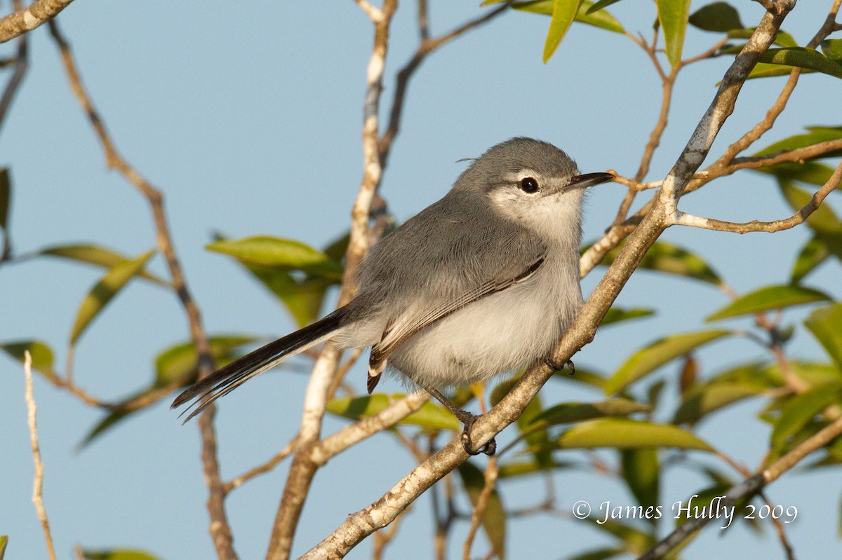 Yucatan Gnatcatcher - ML642930981