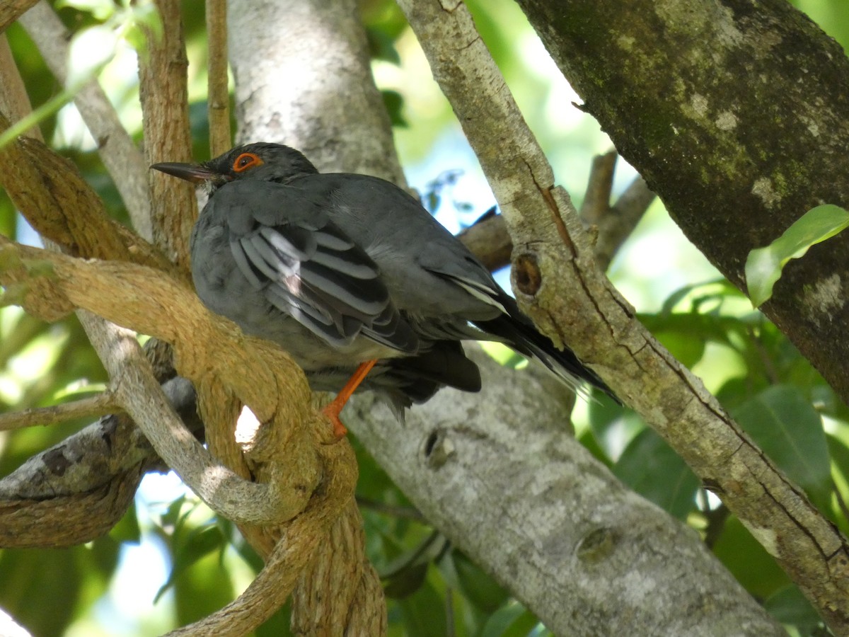 Western Red-legged Thrush - ML642931004
