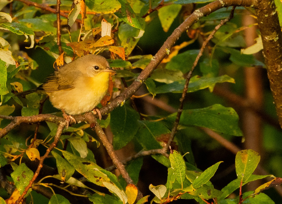 Common Yellowthroat - ML642931007