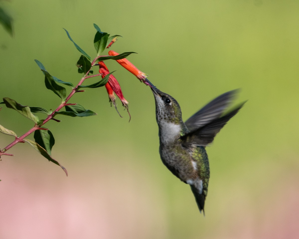 Ruby-throated Hummingbird - ML642931008