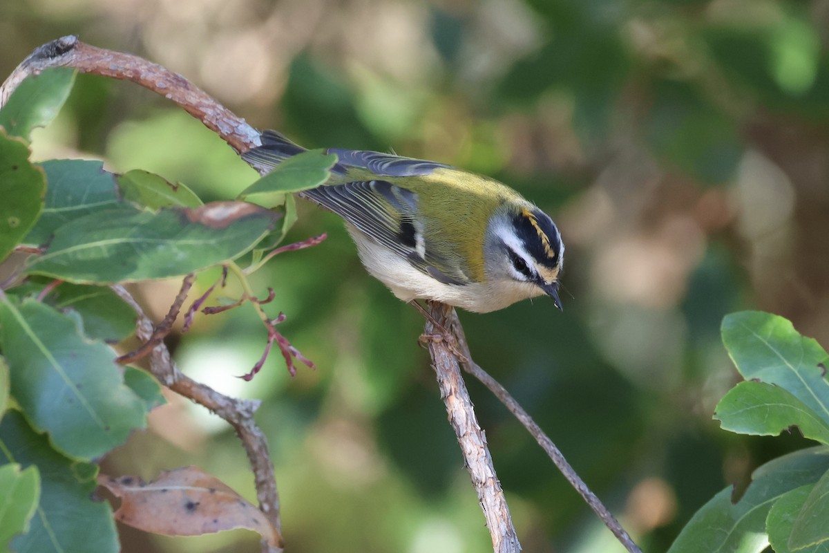 マミジロキクイタダキ - ML642931020