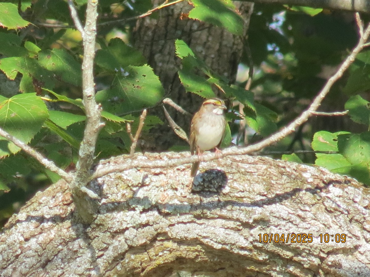 White-throated Sparrow - ML642931024
