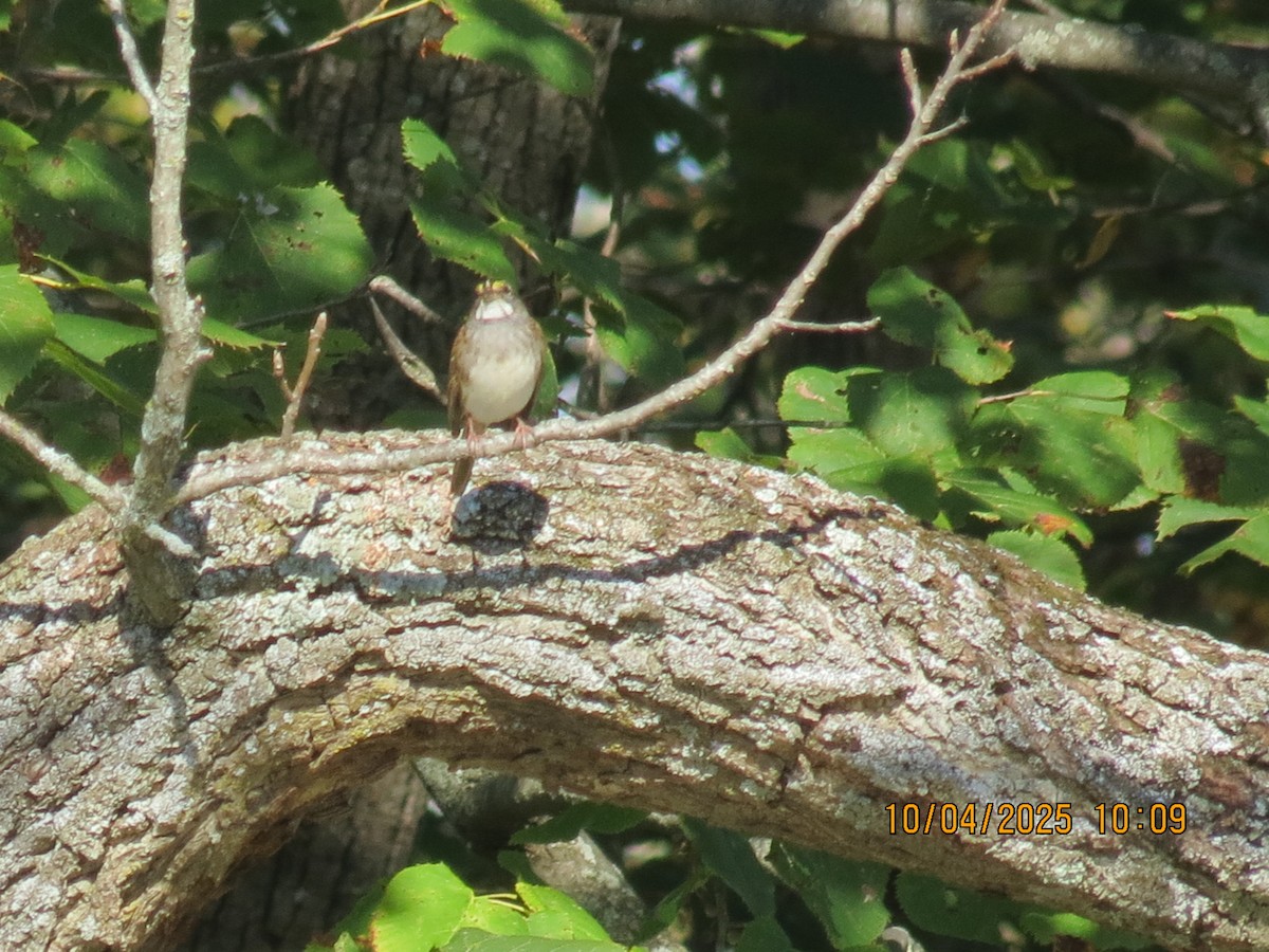 White-throated Sparrow - ML642931025