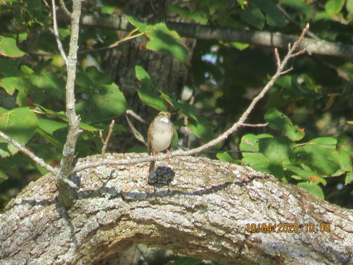 White-throated Sparrow - ML642931026