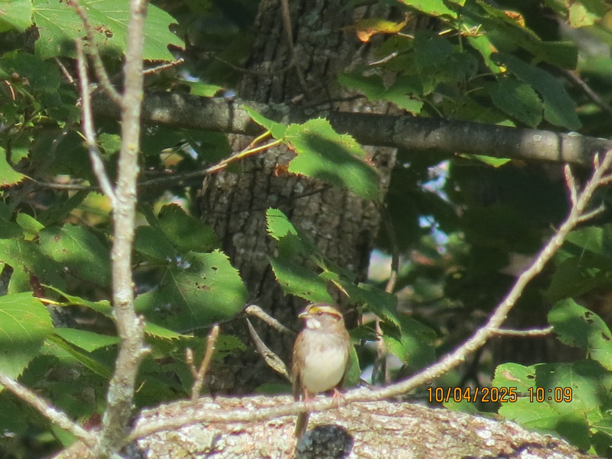 White-throated Sparrow - ML642931029
