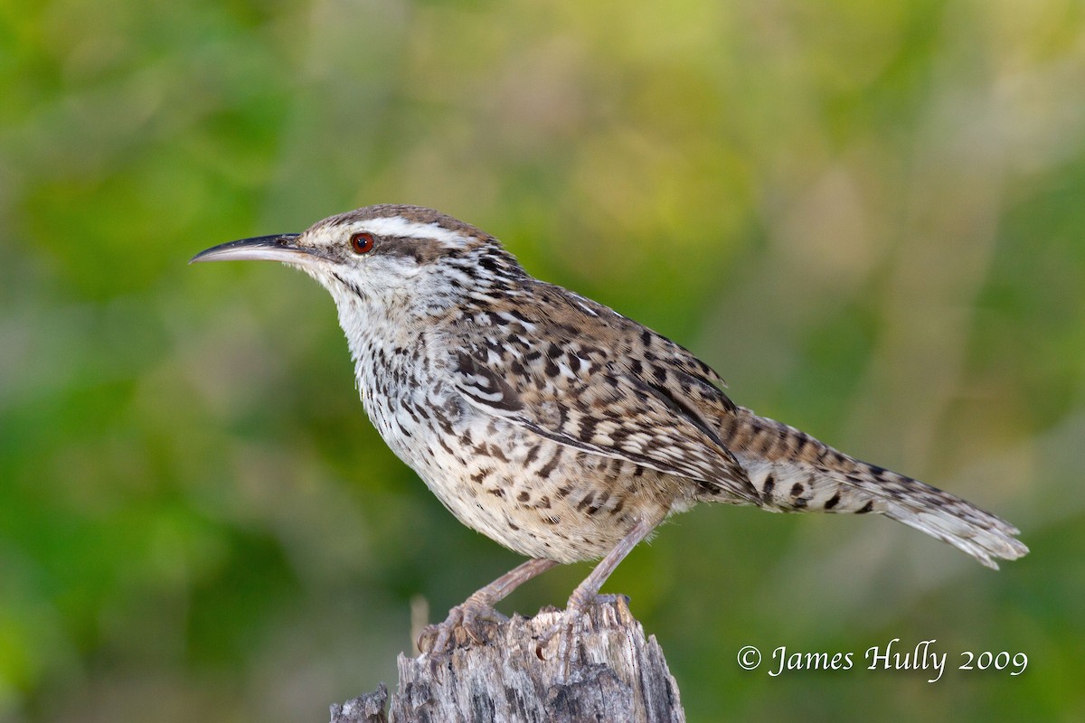 Yucatan Wren - ML642931031