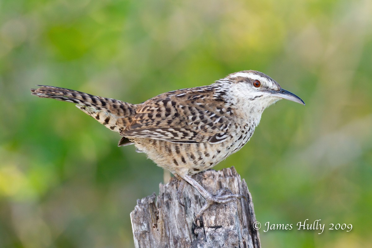 Yucatan Wren - ML642931032