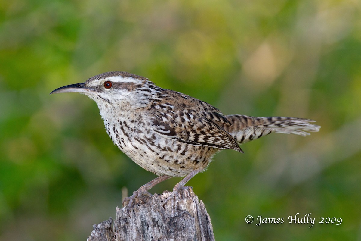 Yucatan Wren - ML642931035