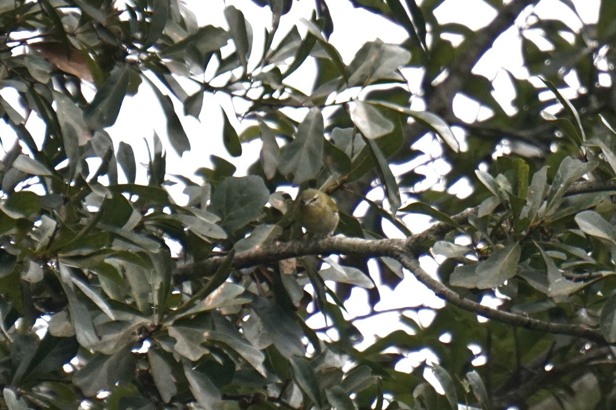 Tennessee Warbler - ML642931036