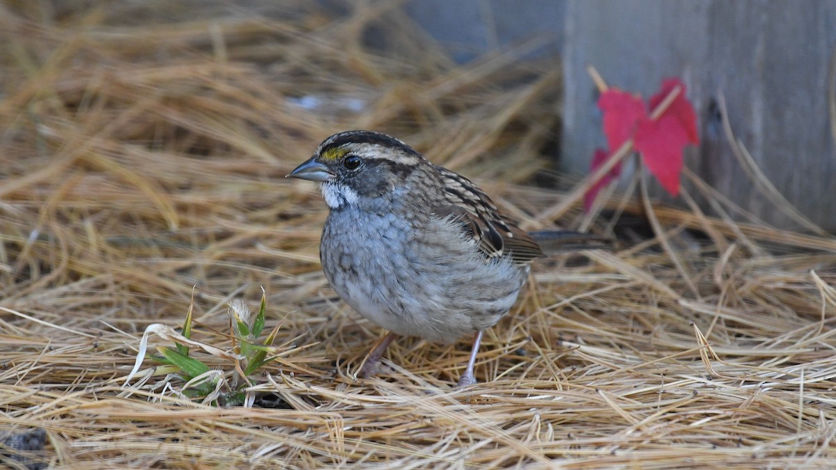 White-throated Sparrow - ML642931039