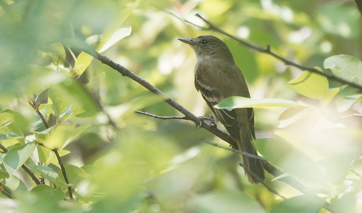 Willow Flycatcher - ML642931041