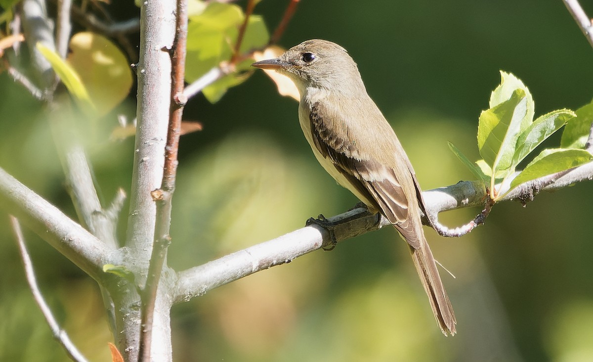 Willow Flycatcher - ML642931042
