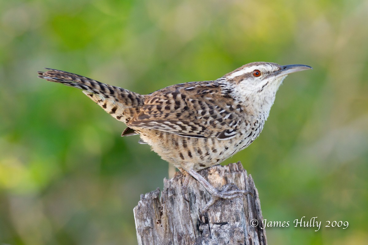 Yucatan Wren - ML642931043