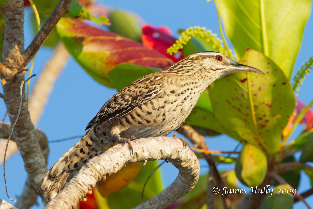 Yucatan Wren - ML642931045