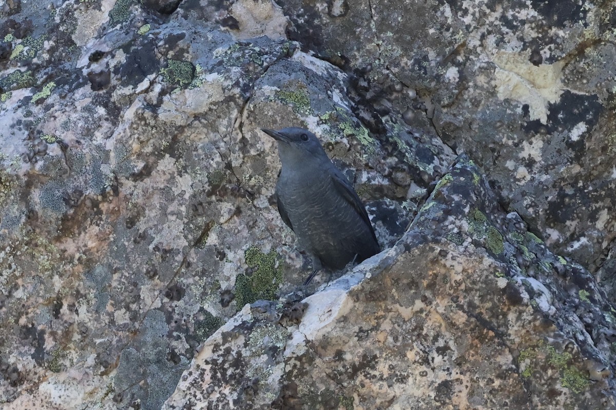 イソヒヨドリ - ML642931046