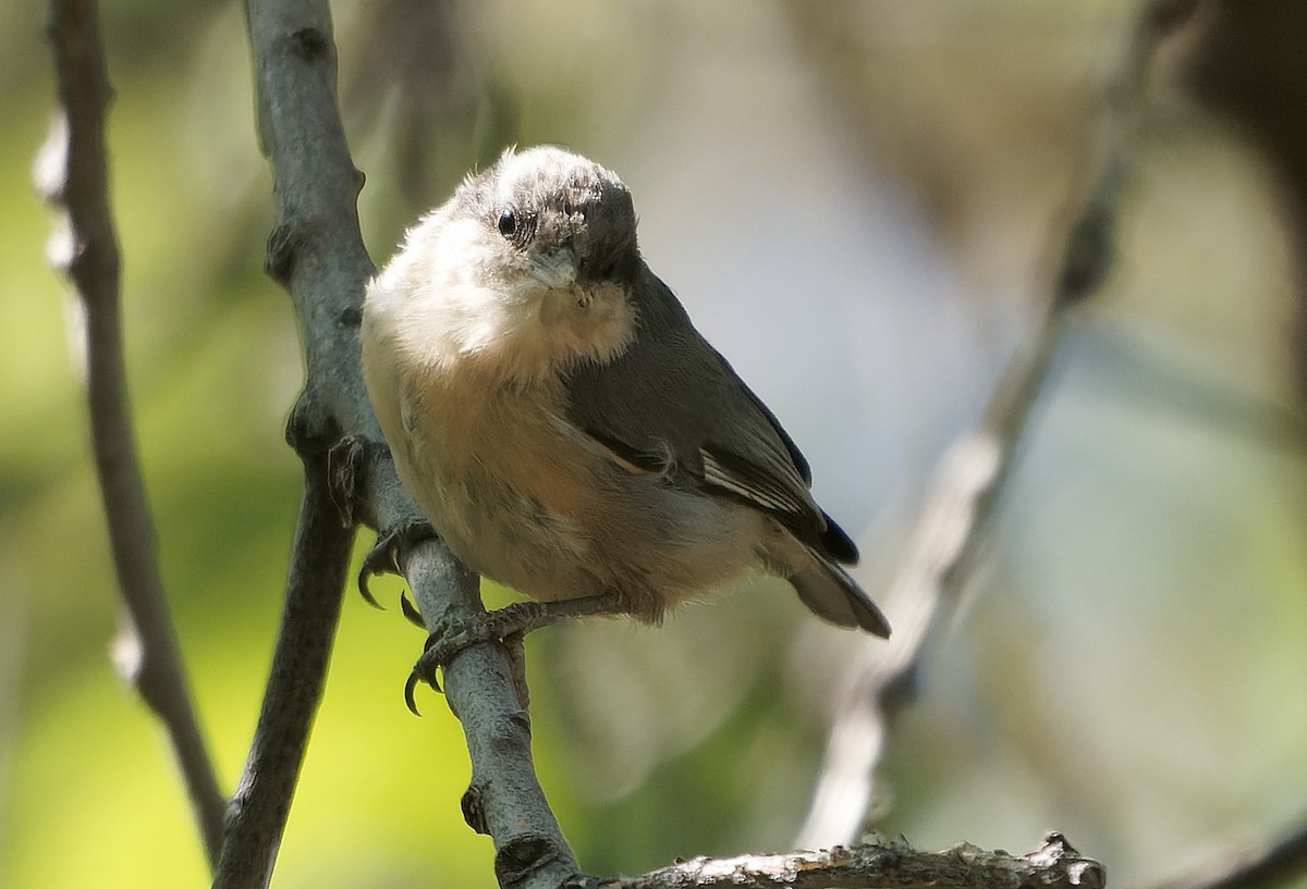 Pygmy Nuthatch - ML642931063