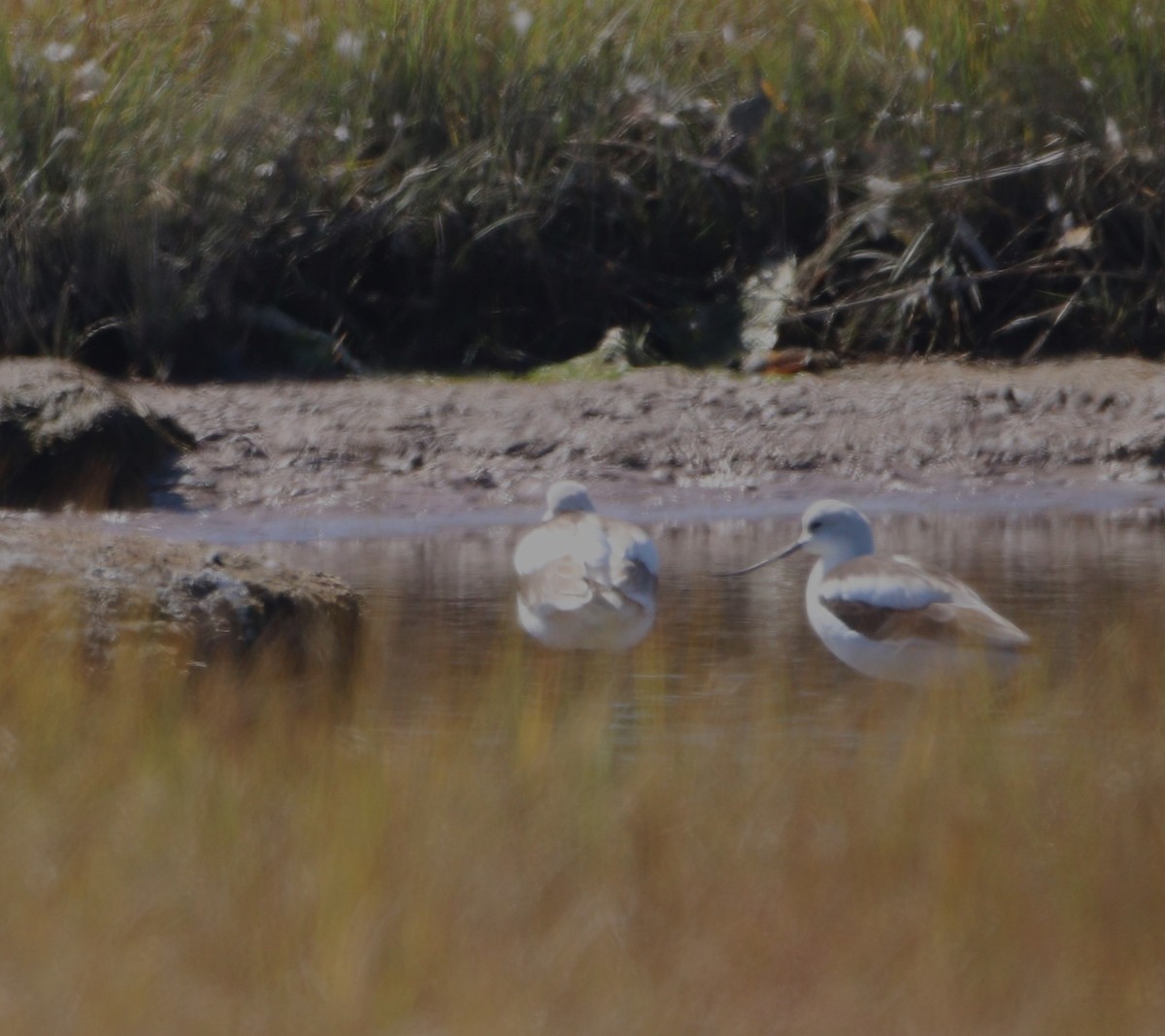 American Avocet - ML642931099