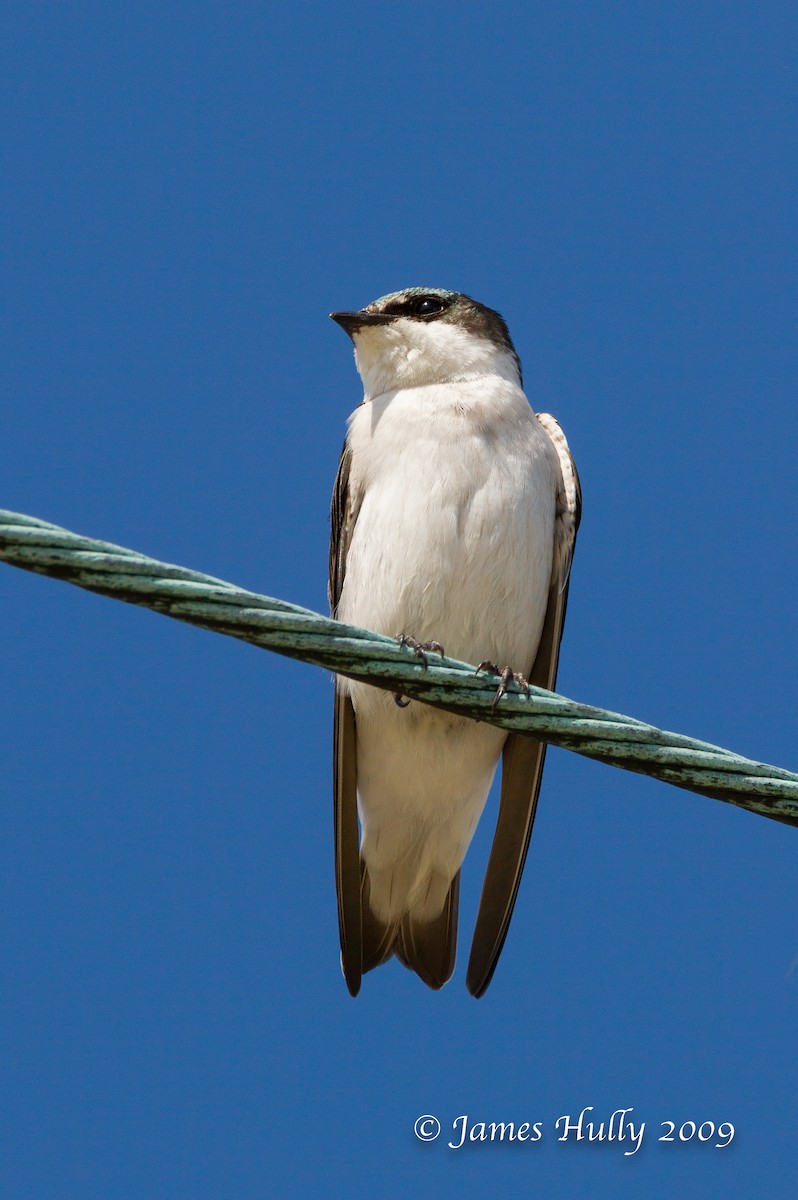 Mangrove Swallow - ML642931100