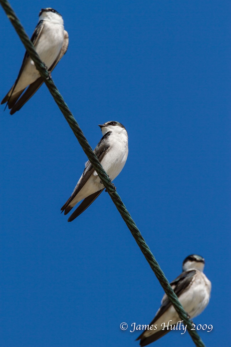 Mangrove Swallow - ML642931102