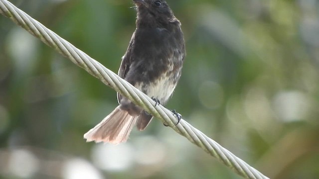 Black Phoebe - ML642931111